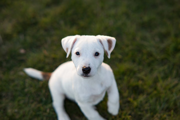 Portrait of Jack Russell puppy.