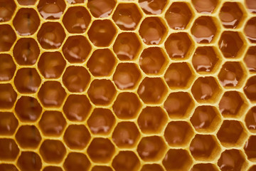 pattern of a section of wax honeycomb from a bee hive filled with golden honey. Background texture