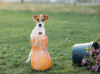 Jack Russell puppy plays on the lawn.