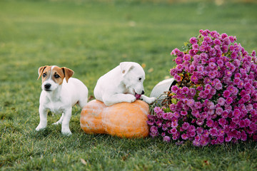 Two Jack Russell puppies play with pumpkin and flowers.