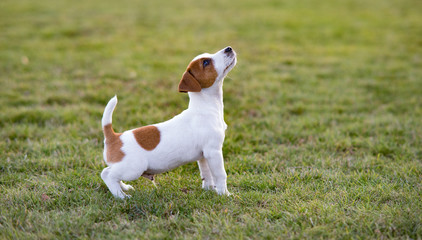 Jack Russell puppy walks on the lawn.