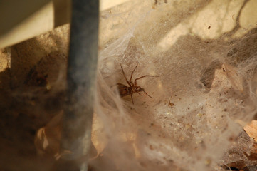 A large spider trying to hide from the world.