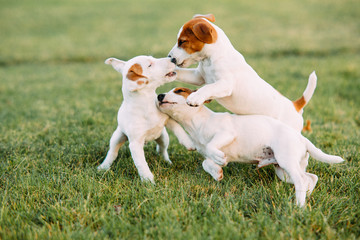 Three Jack Russell puppies play on grass.