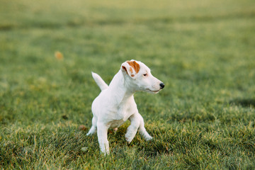 Jack Russell puppy walks on the lawn.