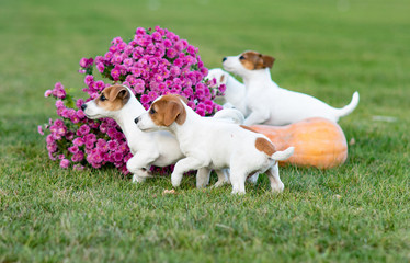 Jack Russell puppies play next to flowers and pumpkin.