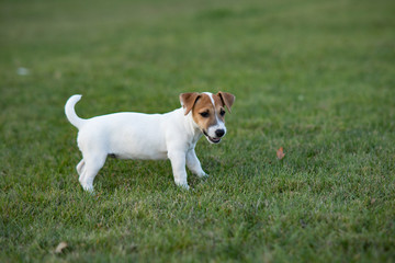 Jack Russell puppy walks on the grass.
