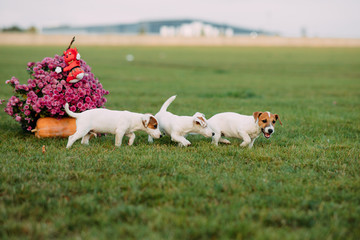 Jack Russell puppies play on the lawn.