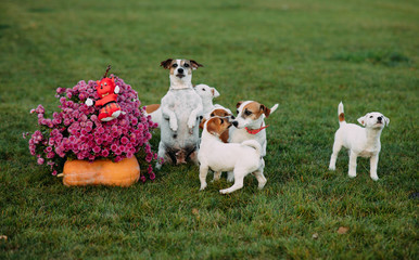 Jack Russell dog with it puppies walks on the lawn.