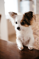 chihuahua dog sits at a table and asks for food, beggar animal. selective focus, film and grain photo