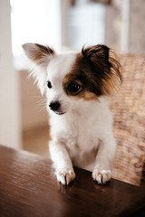 chihuahua dog sits at a table and asks for food, beggar animal. selective focus, film and grain photo