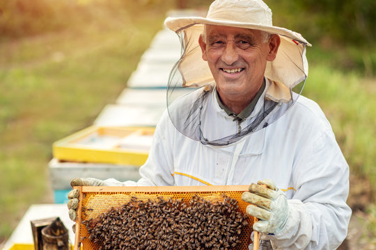 Beekeeper is working with bees and beehives on the apiary.