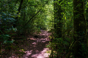 Obraz premium Arc natural Fragea de Eume, Galice, Espagne.