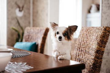 chihuahua dog sits at a table and asks for food, beggar animal. selective focus, film and grain...