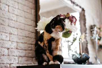  portrait of a beautiful domestic three-suited cat sitting on a table near a bouquet of flowers