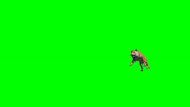Bengal tiger nice walk and jump between cliff realistic with 3D animation rendering include alpha and green screen.