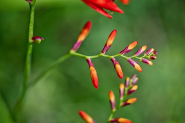 Fototapeta na wymiar Red and orange Flower Macro