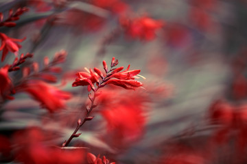 Red and orange Flower Macro