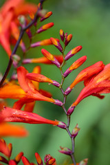 Red and orange Flower Macro