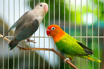 Cute and Beautiful Love Birds Couple in the Cage