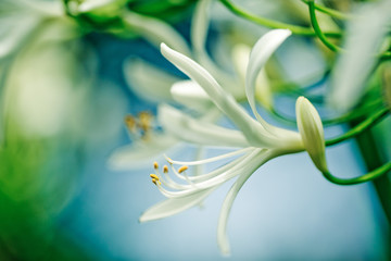 Soft White Flower Macro