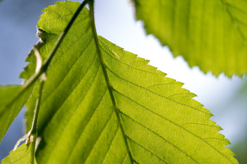 Green leaf in detail backlight by the sun