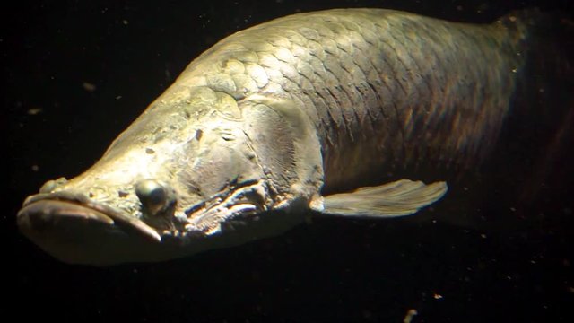 closeup of a arapaima swimming by, also known as pirarucu, large tropical fish specie from Brazil