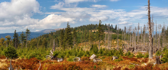 Landscape - dead and fallen trees and growing young living trees (spruce), sunny with clouds / Bohemian Forest (Sumava)	