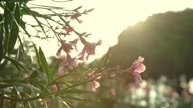beautiful pink oleander flowers bloom in park against blurred mountain and wood at sunset closeup