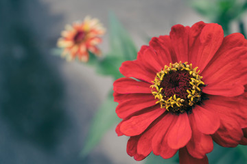 Red Zinnia. Zinnia flower. Garden flower. Autumn flower.