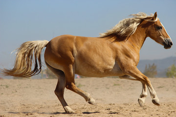 Fototapeta na wymiar a beautiful hafling with a white mane and tail gallops at full speed, horse of the austrian breed haflinger,
