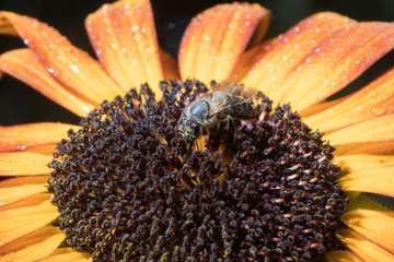 Honey bee collects pollen on a flower