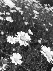 white flowers on green background