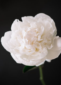 Beautiful blossoming single white Peony flower on the black background, close up view