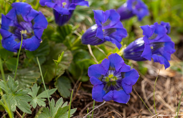 Stemless Gentian close up