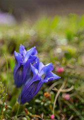 Stemless Gentian close up