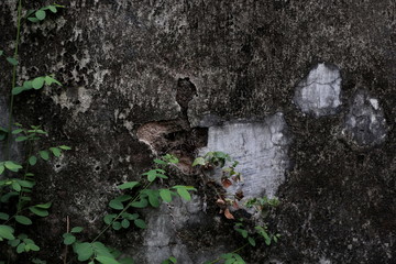 Close-up of plant growth on cracked and mossy old cement walls. Incredible background with open space for text or as a vintage, urban or grunge background.