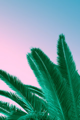 Palm trees at tropical coast. Contemporary stylized and colorized. Tropical green palm leaves, bright pink sky.