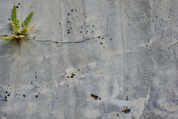 Close-up of plant growth on cracked and mossy old cement walls. Incredible background with open space for text or as a vintage, urban or grunge background.