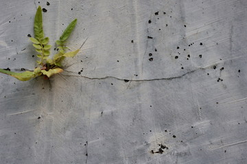 Close-up of plant growth on cracked and mossy old cement walls. Incredible background with open space for text or as a vintage, urban or grunge background.