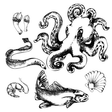 black and white sketch on the inhabitants of the seas