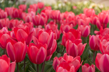 Fototapeta premium Gorgeous pink tulip field illuminated by the sun.