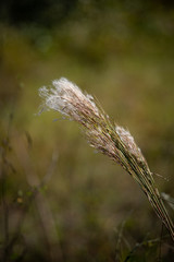 Selective soft focus of dry grass, reeds, stalks blowing in the wind at autumn golden light sunset.