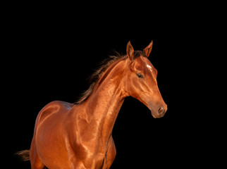 Fototapeta premium Bay horse isolated on black background