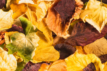 Dry colorful autumn leaves, autumn leaves background