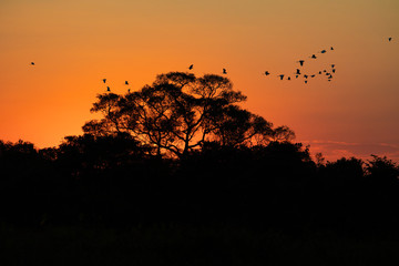 Flock of birds at sunset. Peaceful landscape.