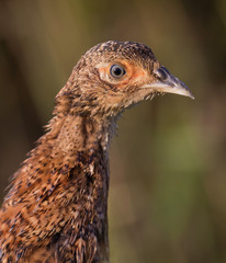 The common pheasant (Phasianus colchicus).