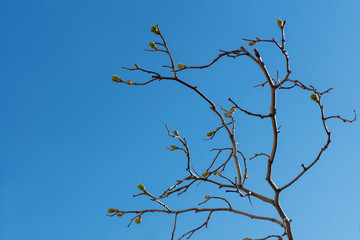 a branch with budding buds against the blue sky in spring