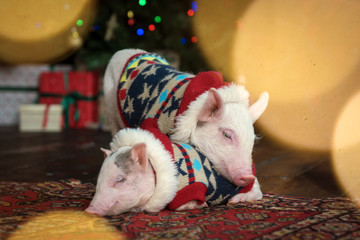pigs, symbol of the new year. two pigs in a new year's outfit near the Christmas tree