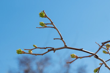 a branch with budding buds against the blue sky in spring