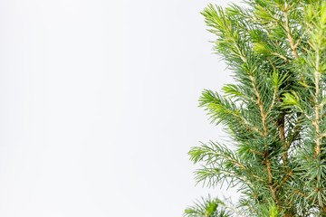 Little Christmas tree in a metal bucket on a white background. Close up details.